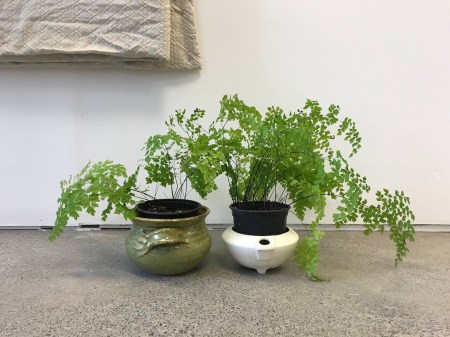 I used to find dead insects in your pockets18 low res ferns