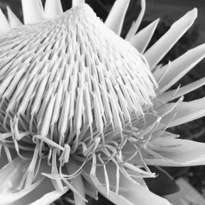 Lockdown walks king protea black and white