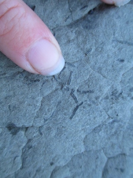 small plant fossil