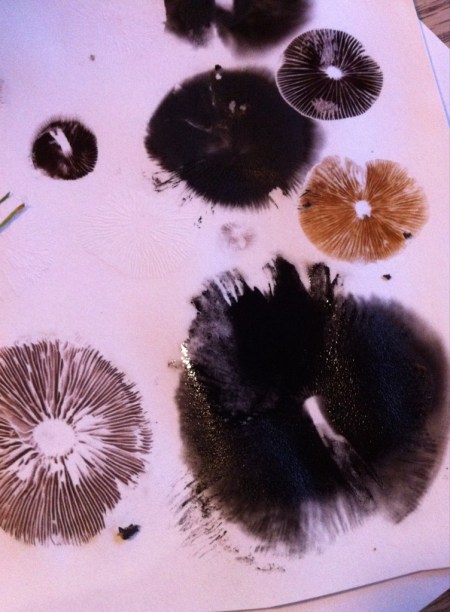 spore prints inky caps