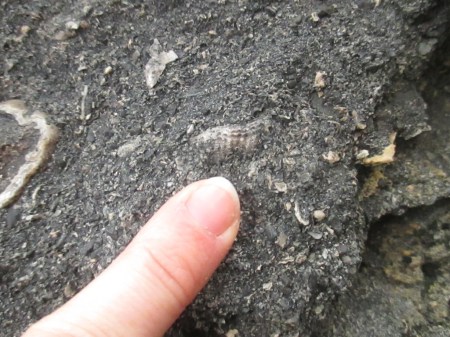 Matheson's Bay fossil molluscs04