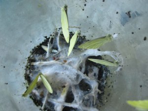 white butterflies in the jar