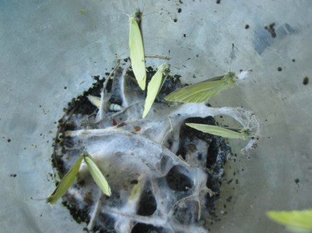 white butterflies in the jar