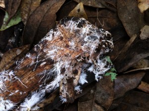 hyphae on bark