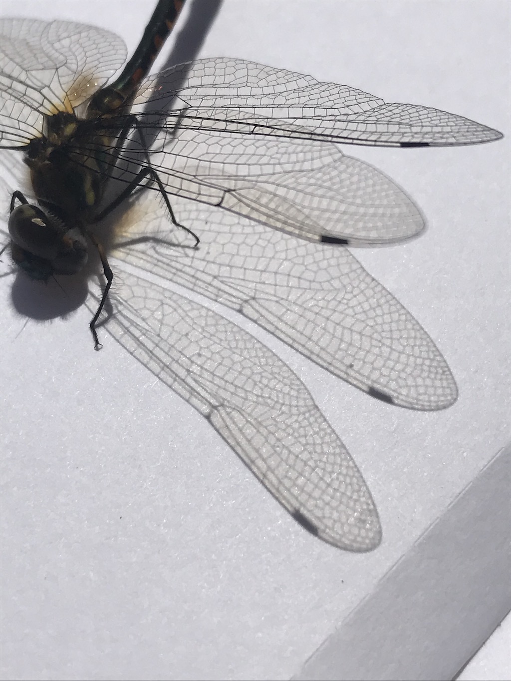 i used to find dead insects in your pockets dragon fly