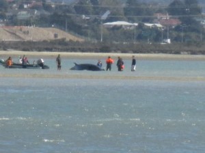 Eric Armishaw res beach whale distant detail