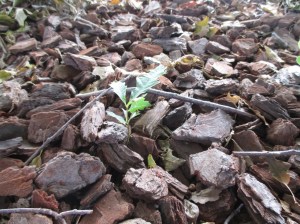 oak seedling in bark