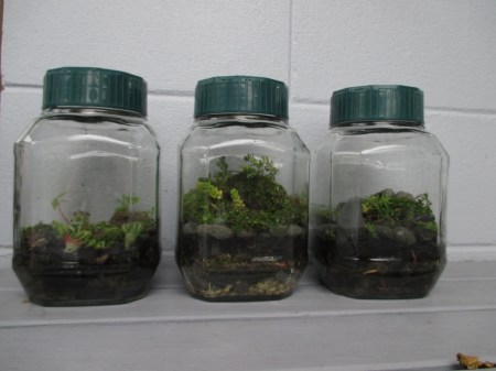Terrariums three in a row