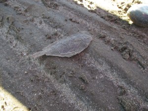 dead flounder