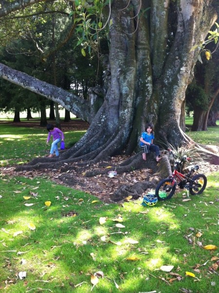 Cornwall park adventure kids in tree