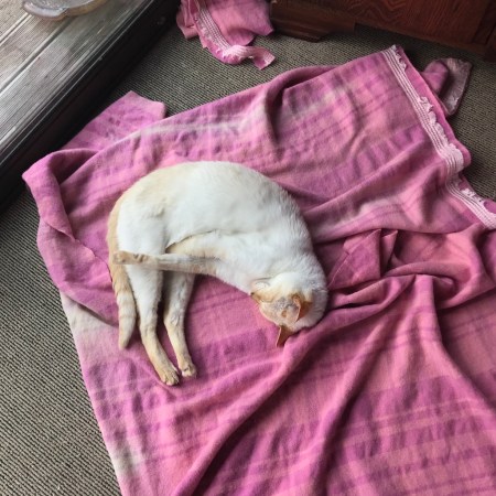 Angela Carter Crustacea Woolon 2017 Austin helping again