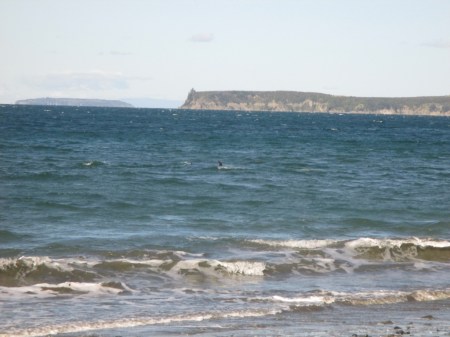 Dolphins at Martin's Bay2