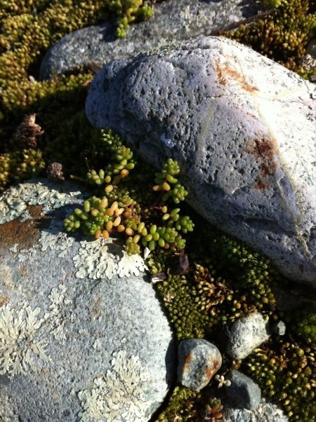boulderbank lighthouse succulents