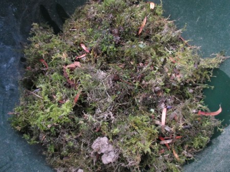 Terrarium making moss