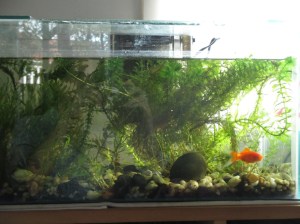 new plants in the aquarium