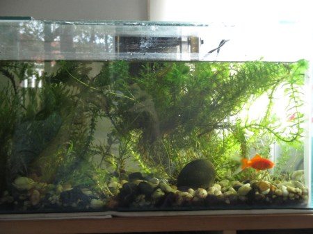 new plants in the aquarium