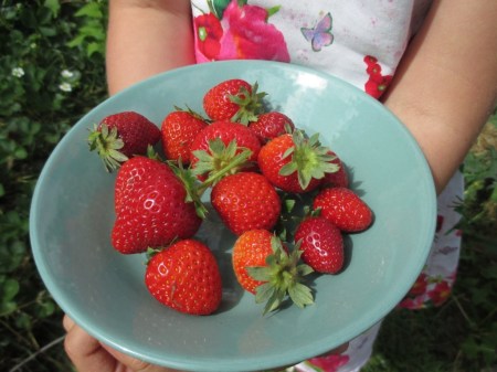 Bowl of Strawberries