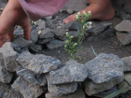 Luna building the rock wall
