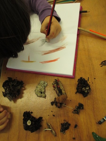 Luna sketching her mushrooms birds next fungi