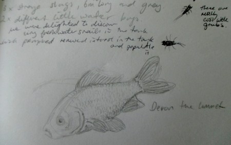 Devon and Elsbrog doof ryg