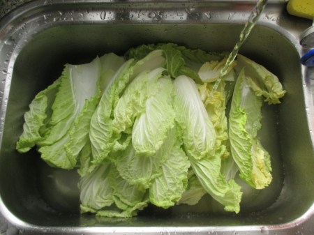 Kimchi washing wong bok