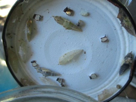 white butterfly crysalyses