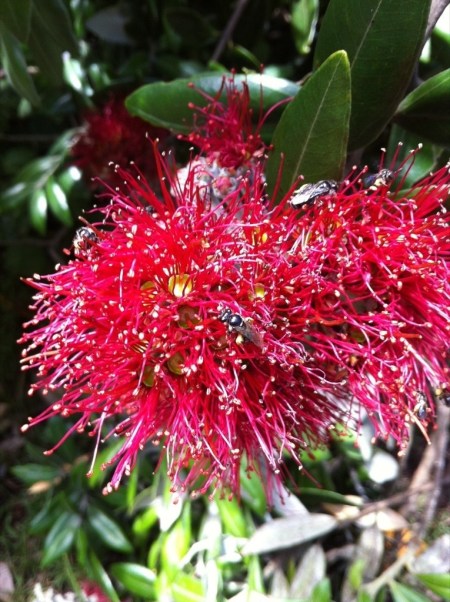 Karekare bees and the pohutakawa