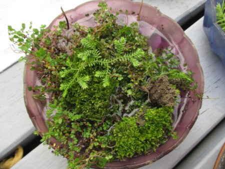 Terrarium making baby tears and moss