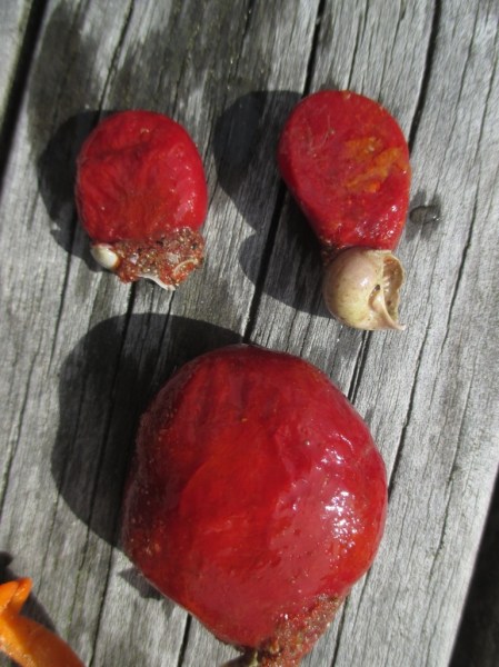 Waihi red sea sponges or squirts