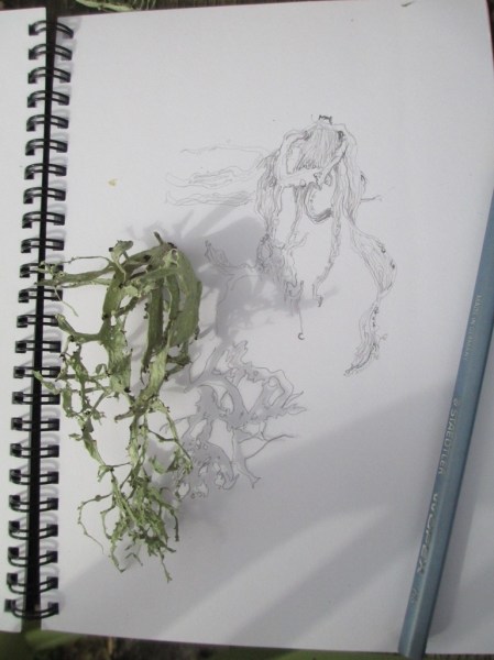 lichen and drawing