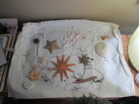 echinoderms on the tray