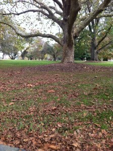 The Auckland Domain fungi habitat