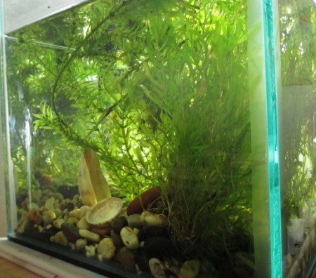 new plants in the aquarium corner