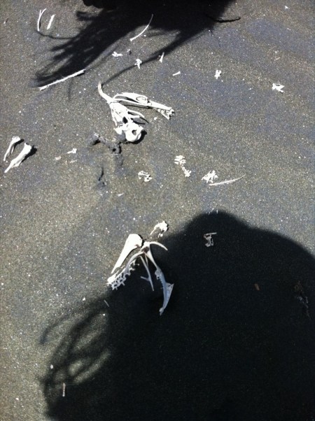 Karekare bird bones