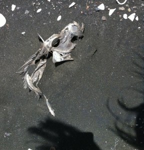 Karekare sand dessicated fish