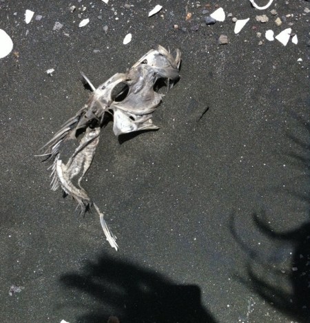 Karekare sand dessicated fish