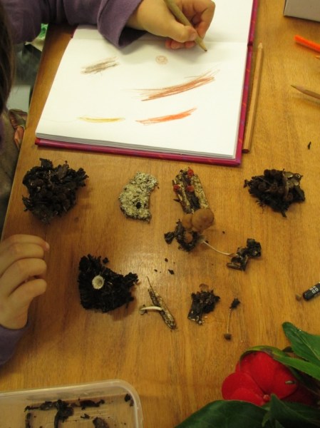 Luna sketching her mushrooms