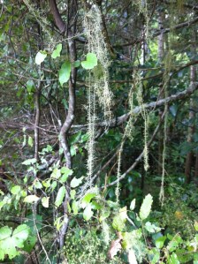 Abbey Caves strands of lichen