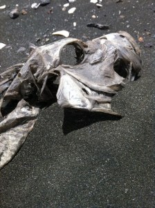 Karekare sand dessicated fish detail