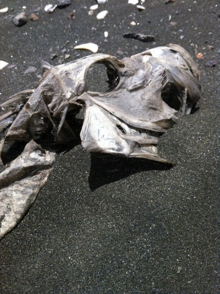 Karekare sand dessicated fish detail