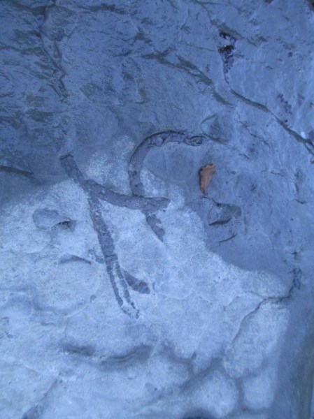 long crossing fossil