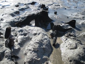 tree roots in ash mud