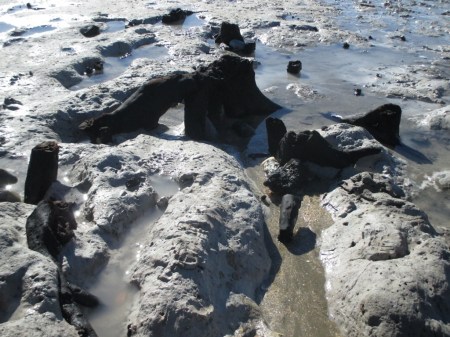 tree roots in ash mud