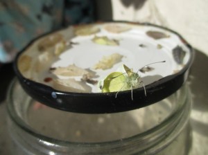 white butterfly emerged2