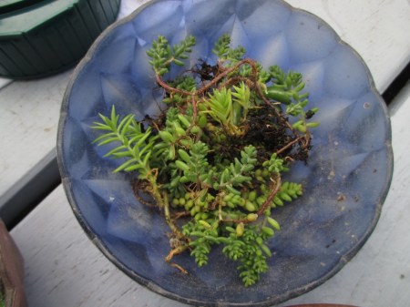 Terrarium making succulants