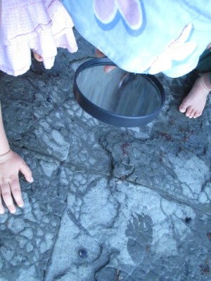 Matheson's Fossils Luna magnafying glass