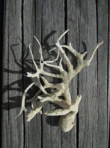 Waihi fine dried sponge on bivalve 2