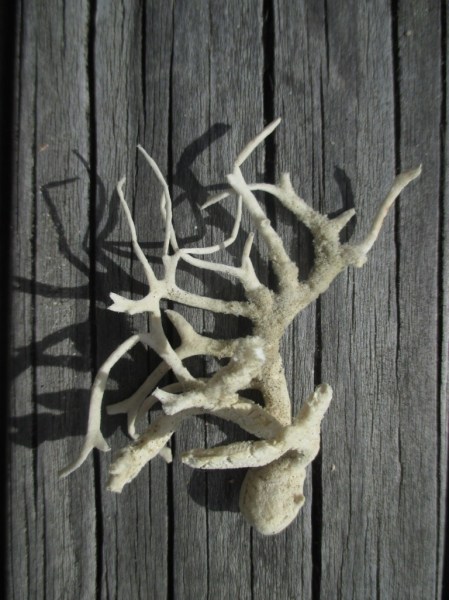 Waihi fine dried sponge on bivalve 2