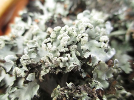 close up lichen