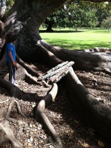 Cornwall park adventure log hose